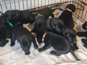 Labrador Retriever