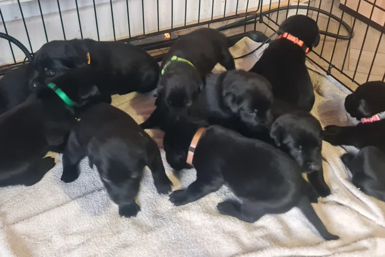 Labrador Retriever