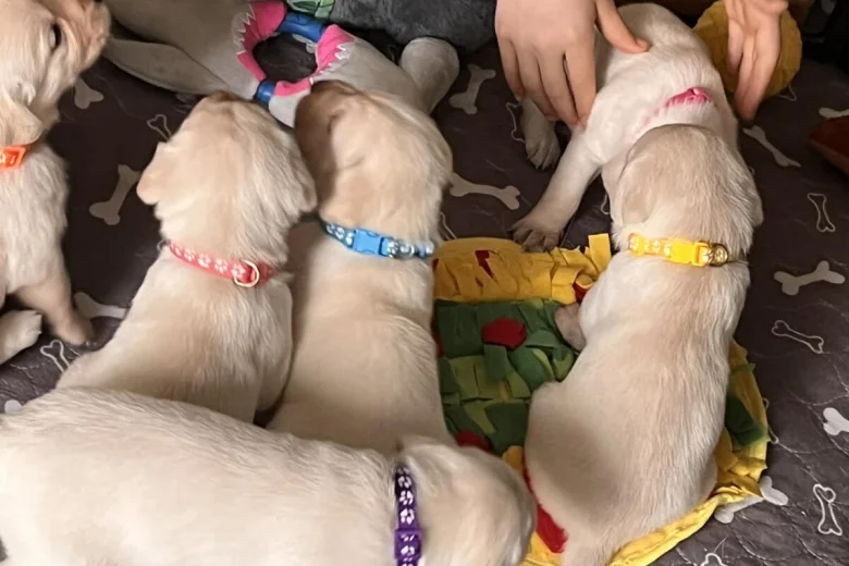 Labrador Retriever