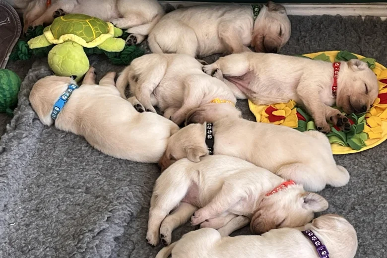 Labrador Retriever