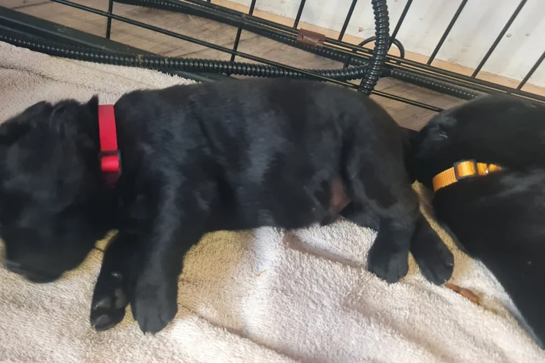 Labrador Retriever