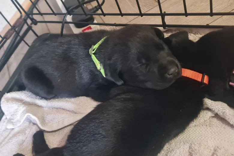 Labrador Retriever