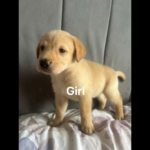 Labrador Retriever