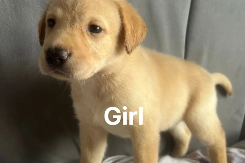 Labrador Retriever