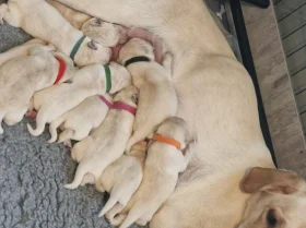 Labrador Retriever