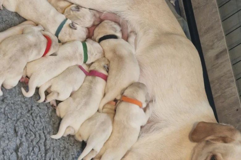 Labrador Retriever