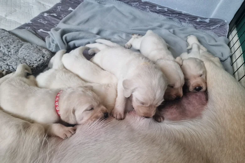 Labrador Retriever