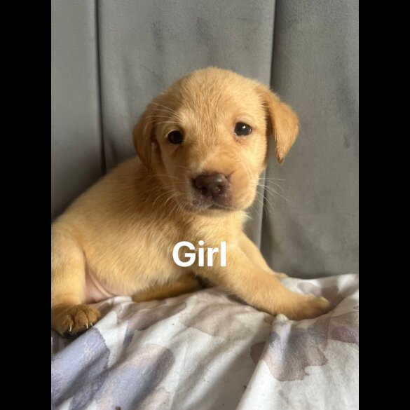 Labrador Retriever