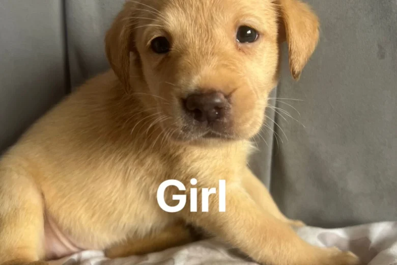 Labrador Retriever