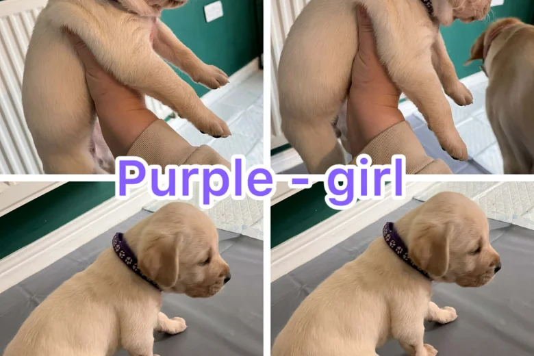 Labrador Retriever