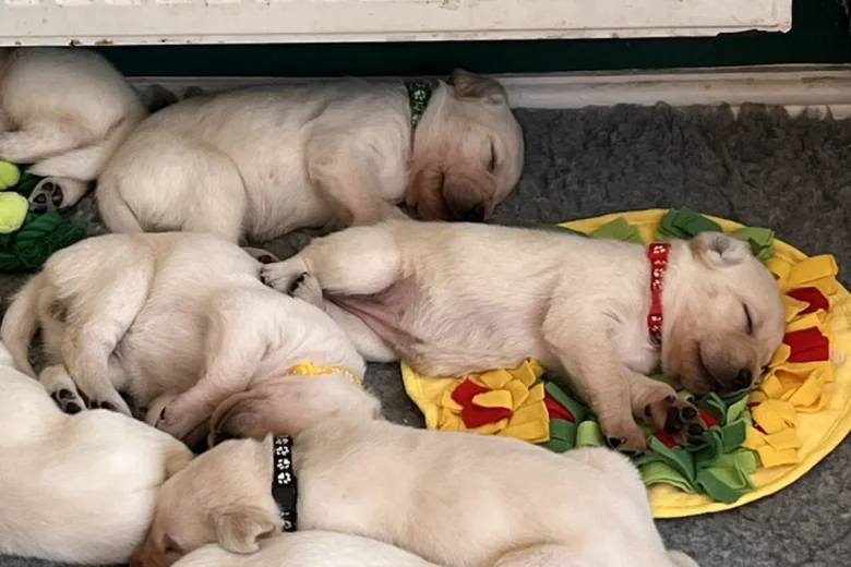 Labrador Retriever