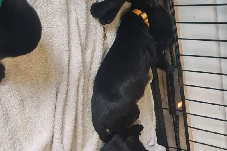 Labrador Retriever