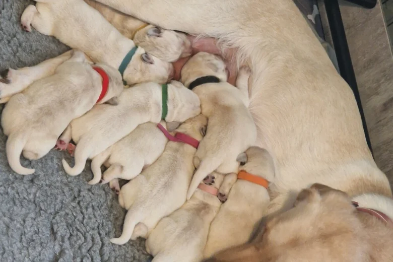 Labrador Retriever