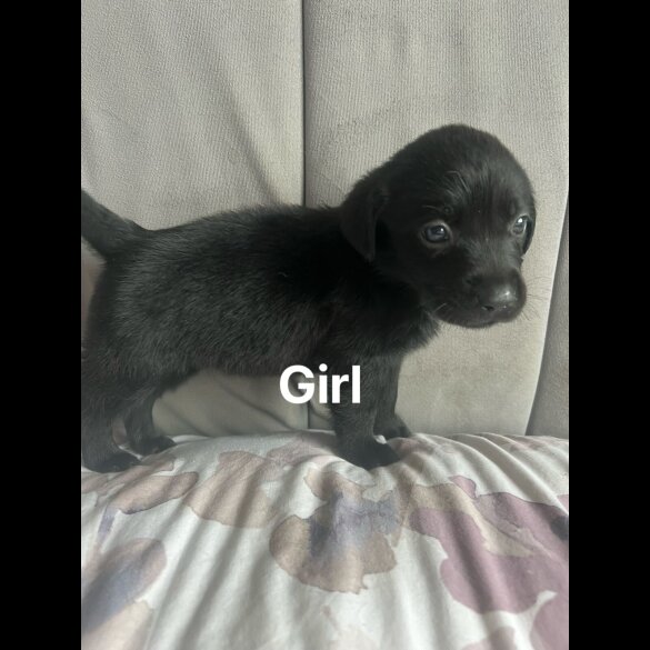 Labrador Retriever