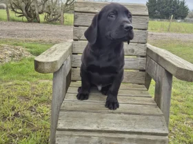 Labrador Retriever