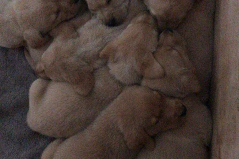 Labrador Retriever