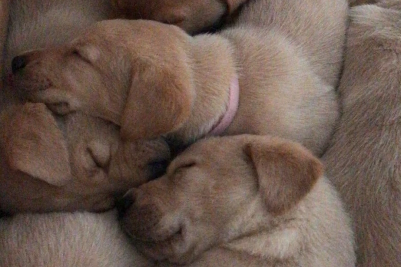 Labrador Retriever
