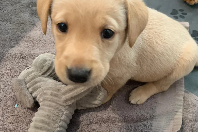 Labrador Retriever
