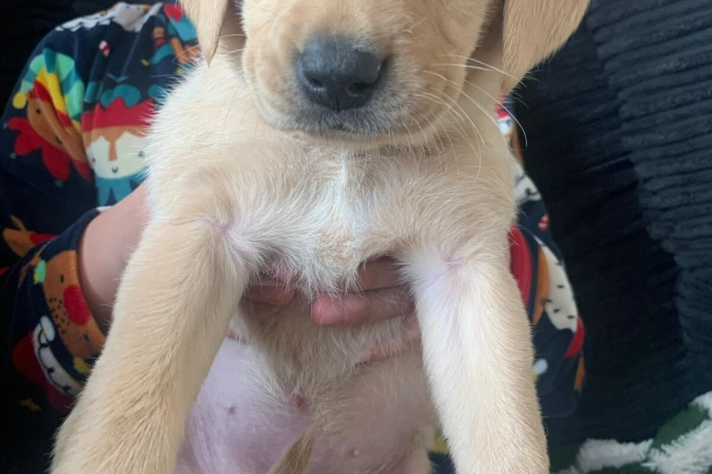 Labrador Retriever