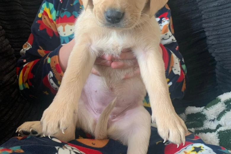 Labrador Retriever