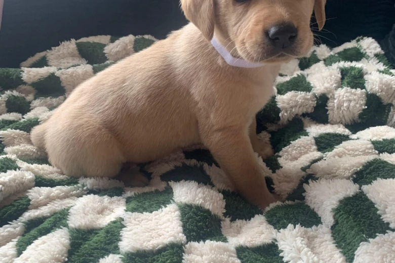 Labrador Retriever