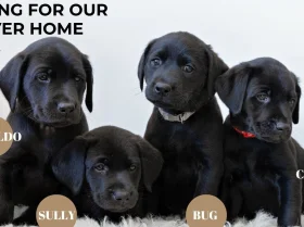 Labrador Retriever