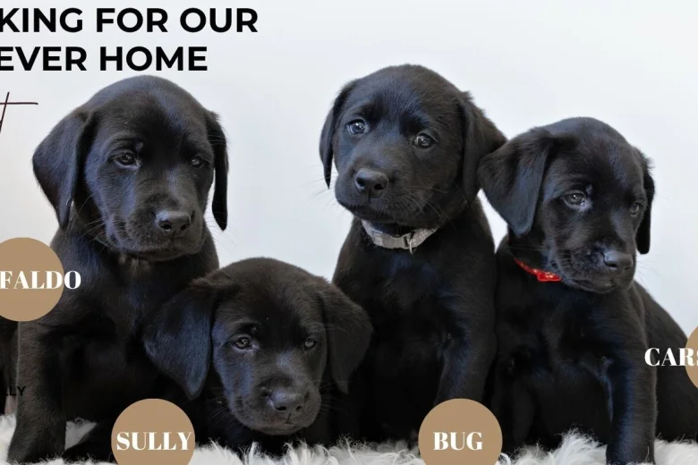 Labrador Retriever