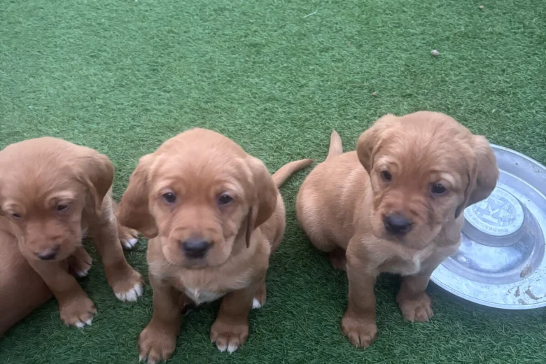 Labrador Retriever