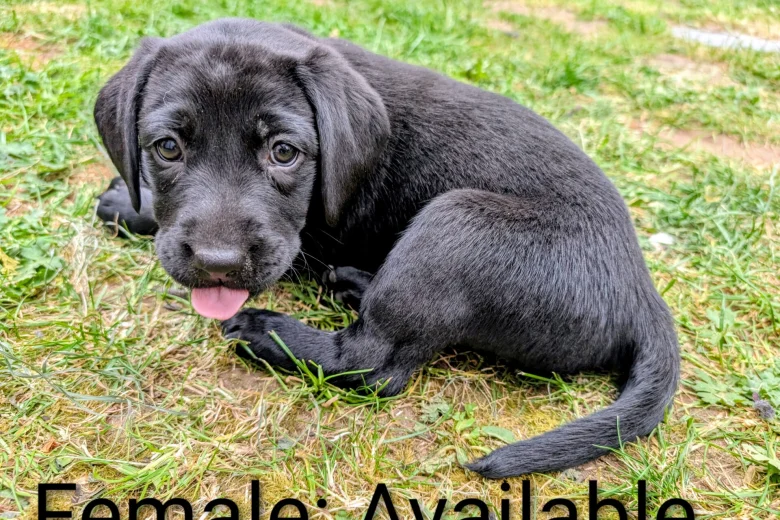 Labrador Retriever