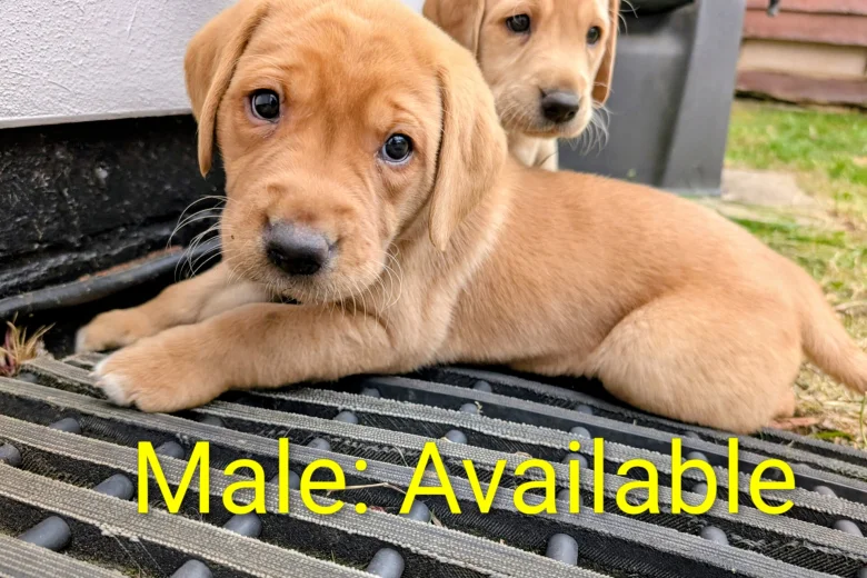 Labrador Retriever