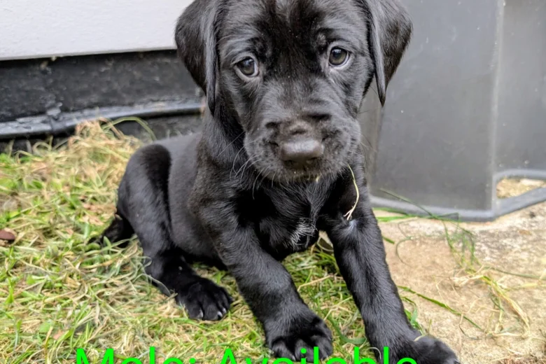 Labrador Retriever