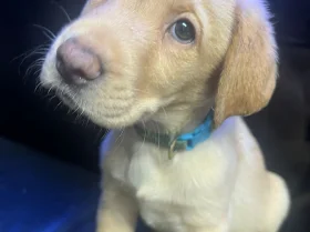 Labrador Retriever