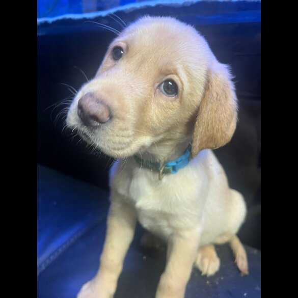 Labrador Retriever