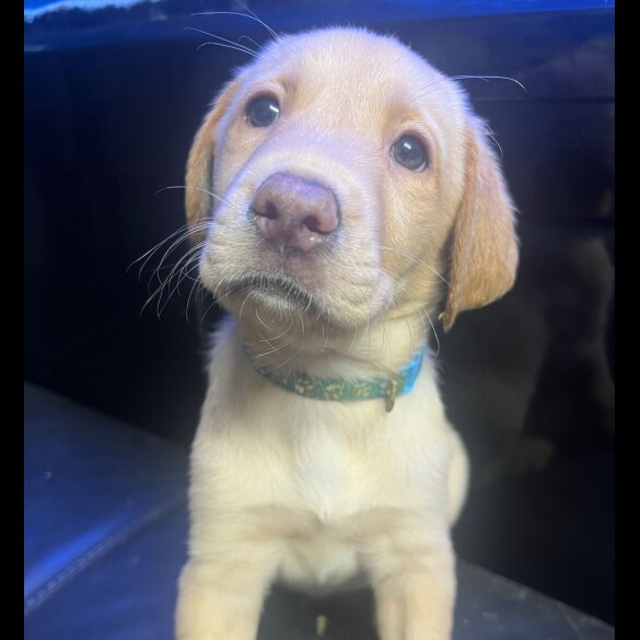Labrador Retriever
