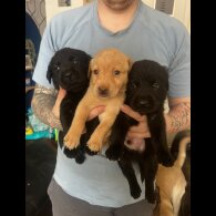 Labrador Retriever