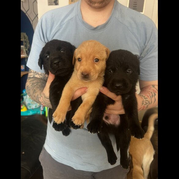 Labrador Retriever