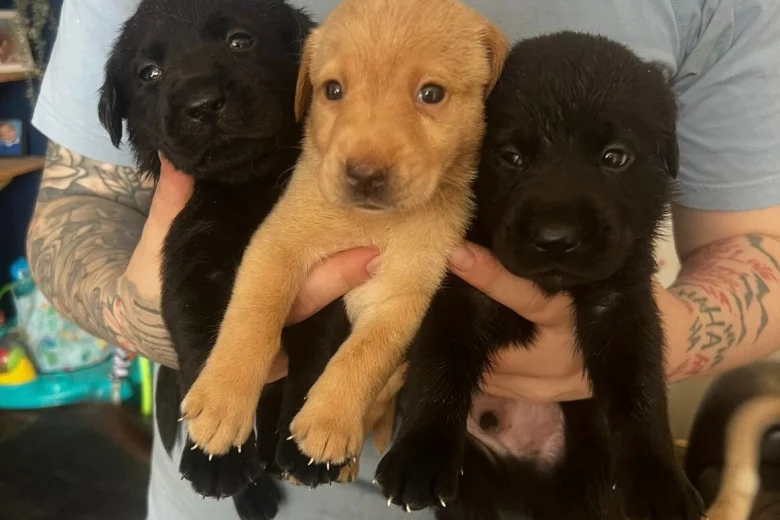 Labrador Retriever