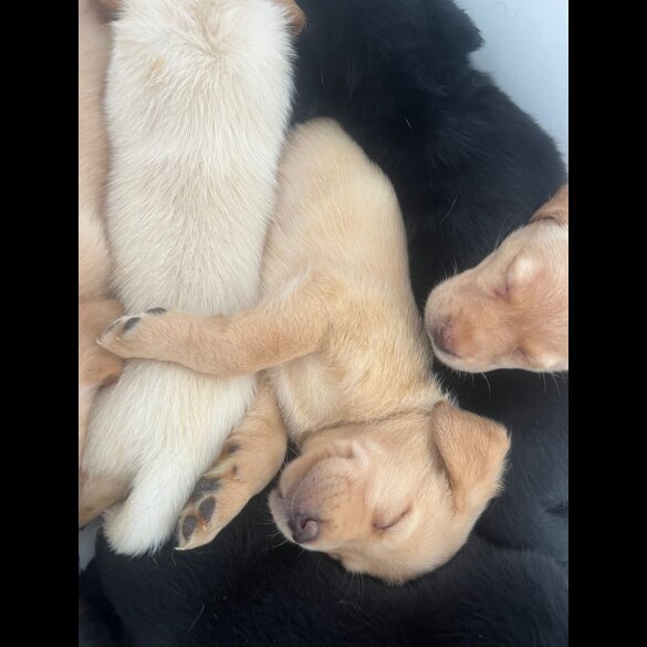 Labrador Retriever