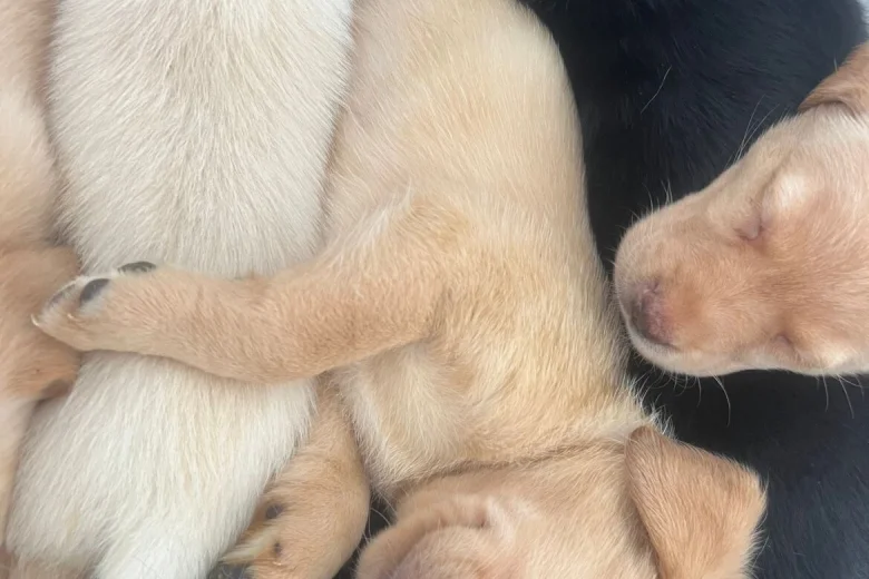 Labrador Retriever