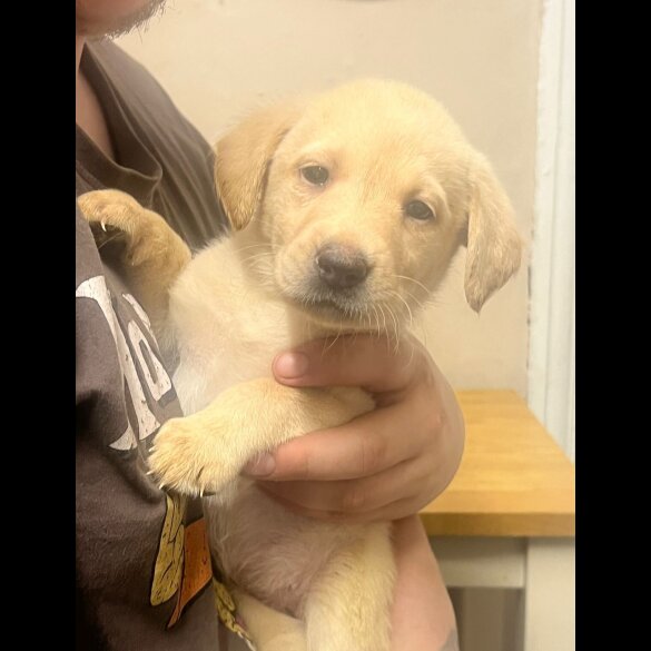 Labrador Retriever