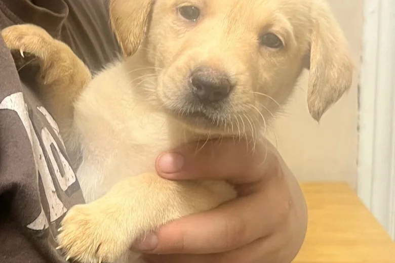 Labrador Retriever