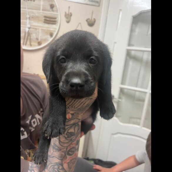 Labrador Retriever