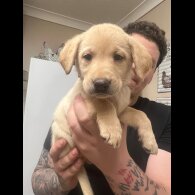 Labrador Retriever