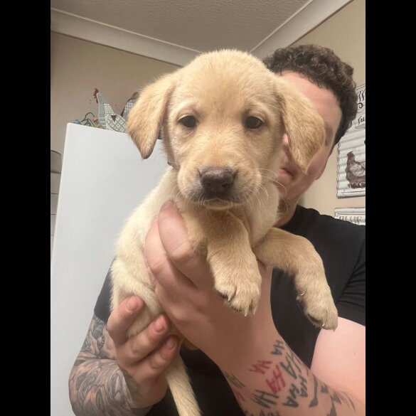 Labrador Retriever