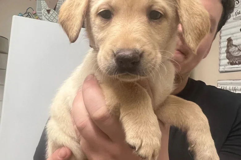 Labrador Retriever