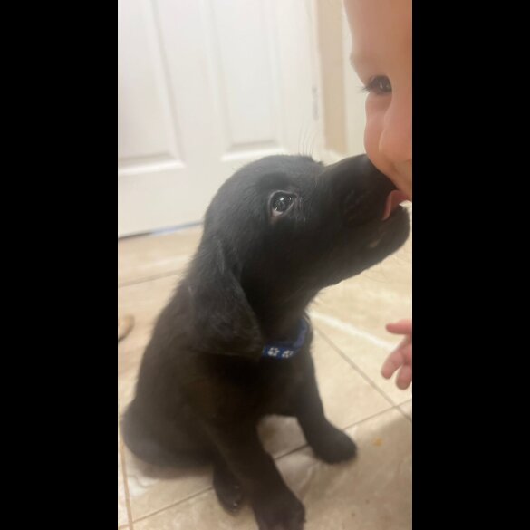 Labrador Retriever