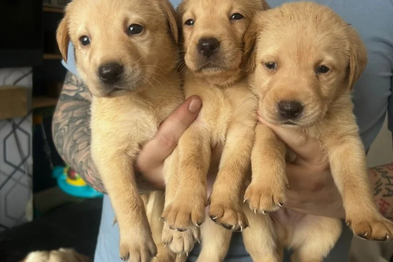 Labrador Retriever