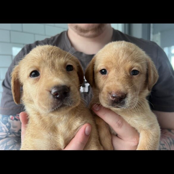 Labrador Retriever