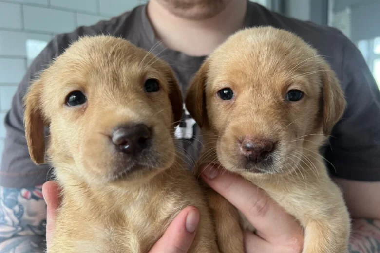 Labrador Retriever