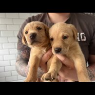 Labrador Retriever